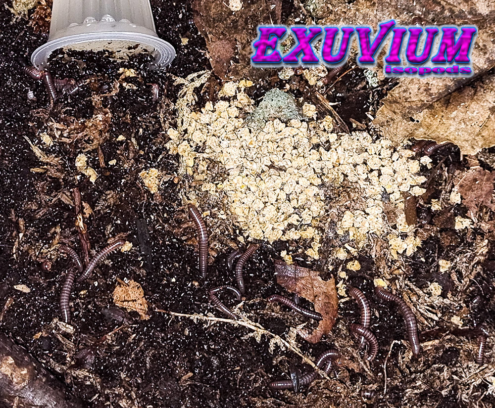 atopochetus caudulanus, spirobolus caudulanus, tonkinbolus caudulanus, millipedes for sale