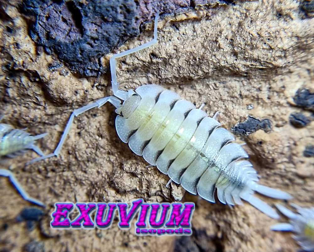 porcellio bolivari, skeleton isopod, isopods for sale, in stock, available