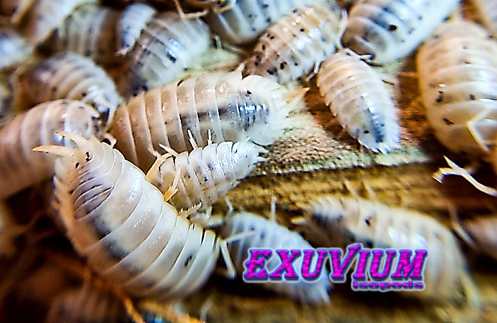 porcellio laevis white caramel, isopods for sale, in stock, available