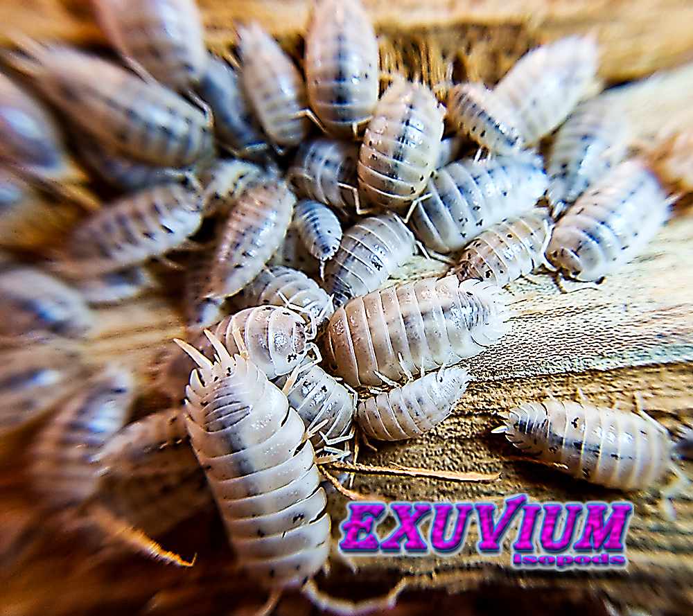 porcellio laevis white caramel, isopods for sale, in stock, available