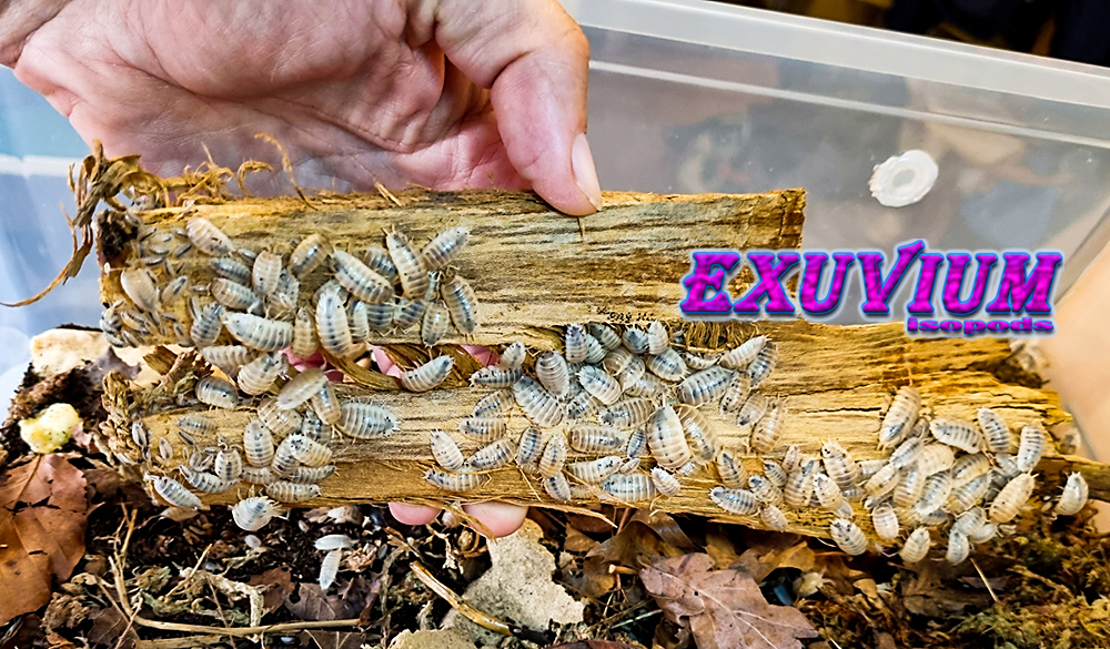 porcellio laevis white caramel, isopods for sale, in stock, available