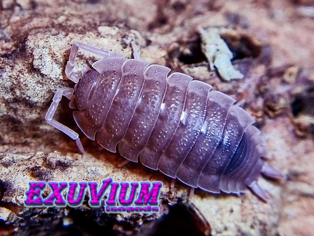 Porcellio scaber ‘Ghost’ – Exuvium Isopods