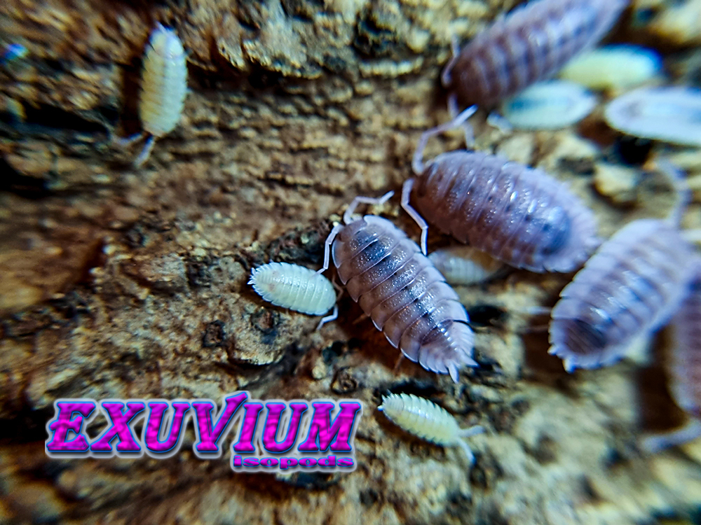 Porcellio scaber ‘Ghost’ – Exuvium Isopods