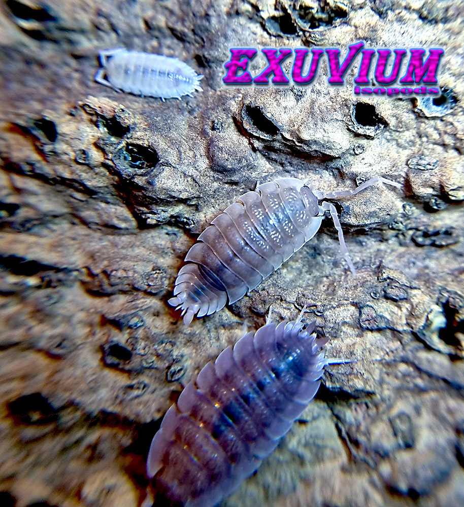 Porcellio scaber ‘Ghost’ – Exuvium Isopods