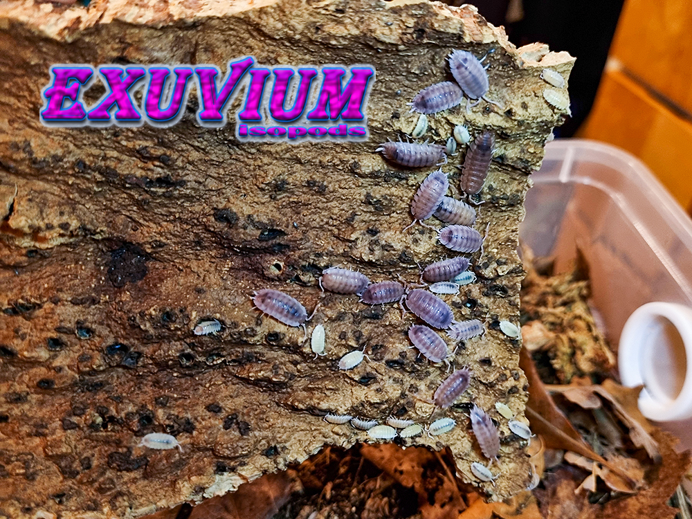 Porcellio scaber ‘Ghost’ – Exuvium Isopods