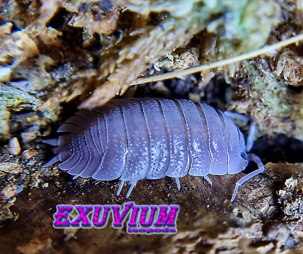 porcellio selomai, spanish isopod, isopods for sale, in stock, available