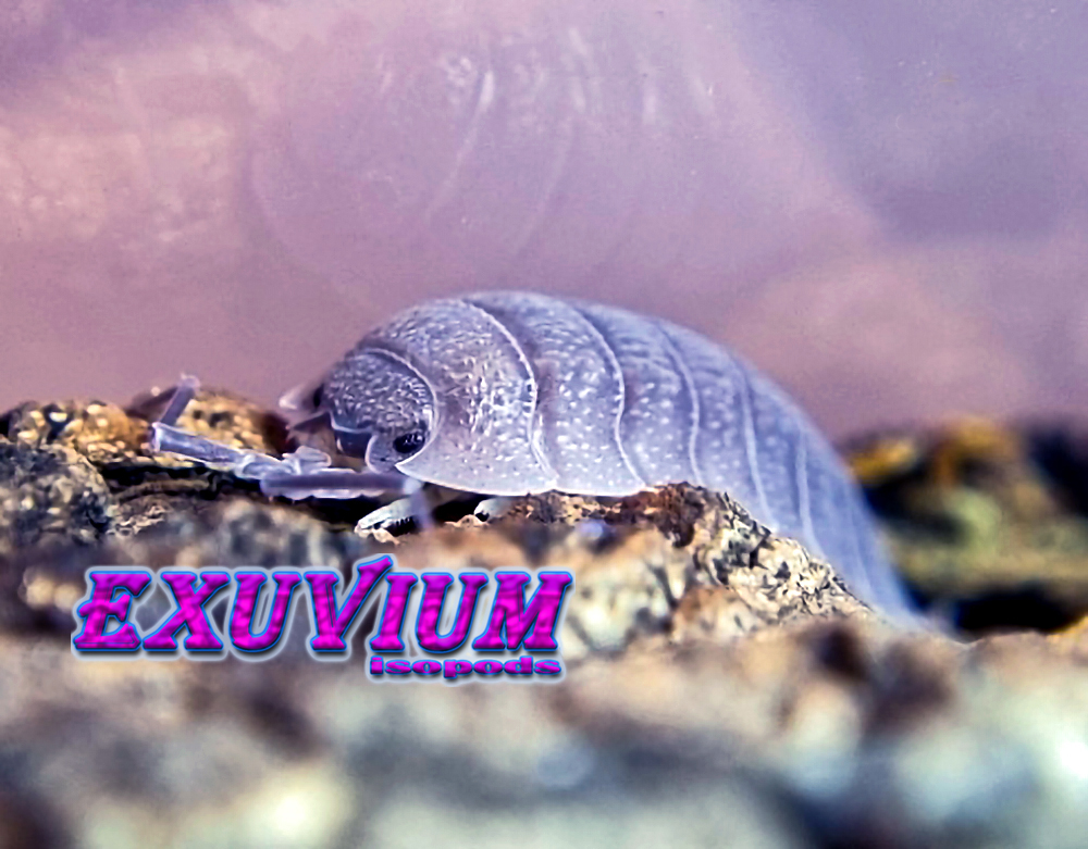 porcellio selomai, spanish isopod, isopods for sale, in stock, available