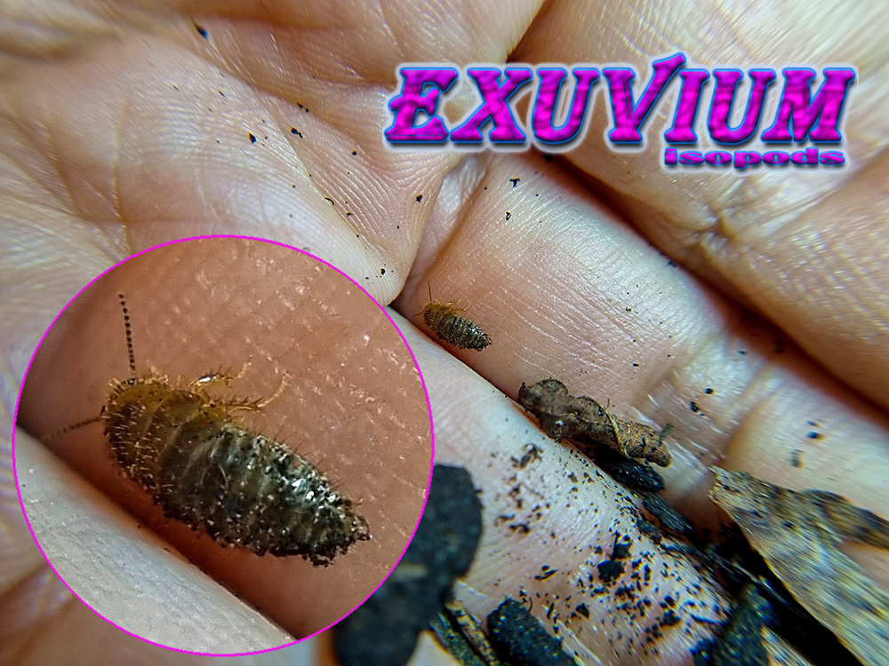 Therea olegrandjeani, question mark cockroach, roaches for sale