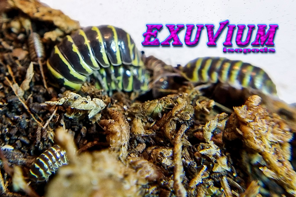 Armadillidium maculatum ‘Yellow’ (Yellow Zebra Isopod) – Exuvium Isopods