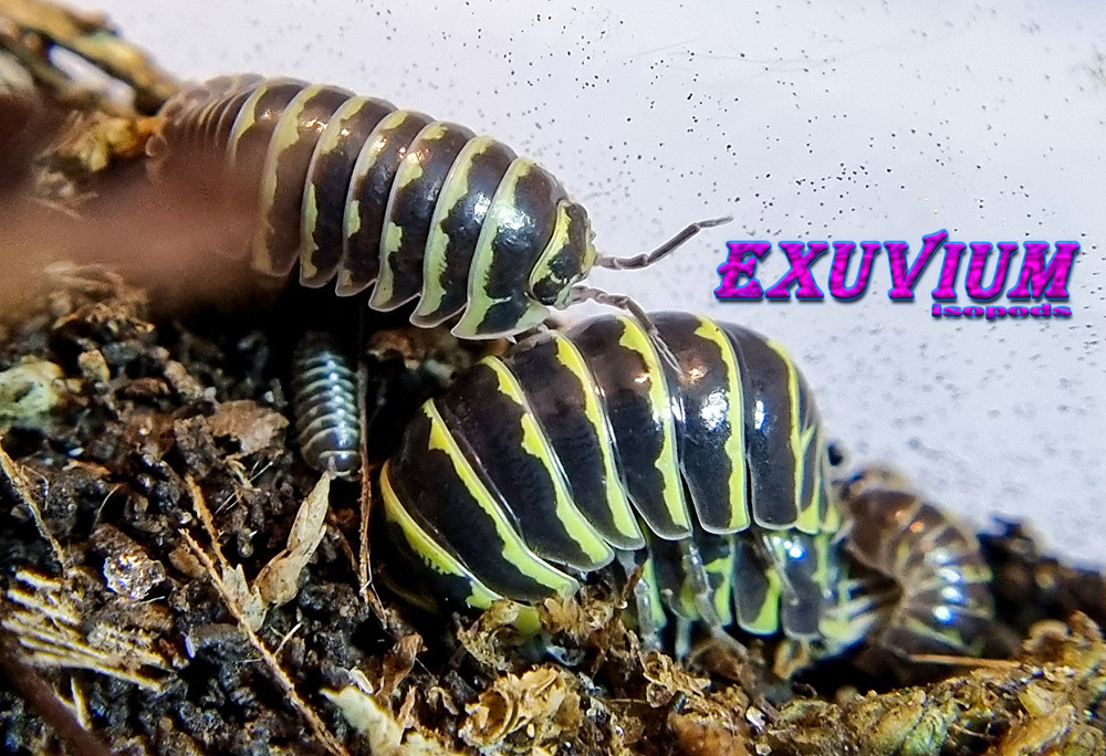 Armadillidium maculatum ‘Yellow’ (Yellow Zebra Isopod) – Exuvium Isopods