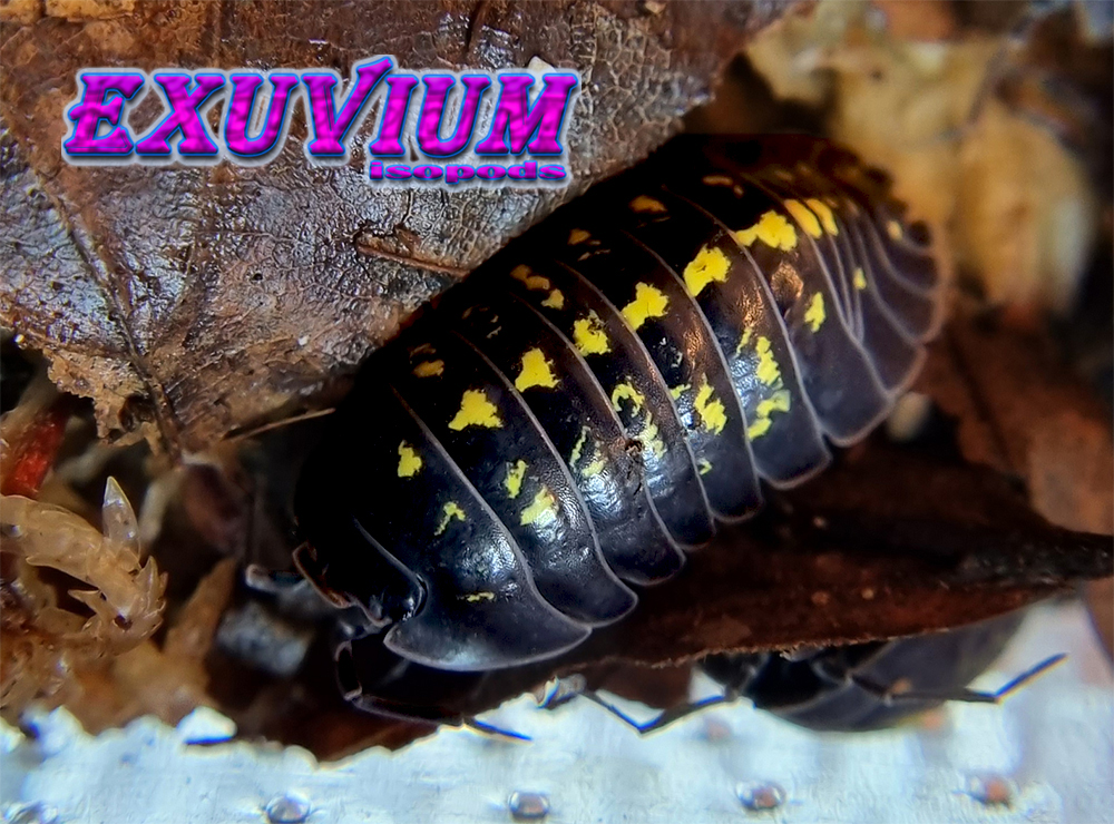 Armadillidium cf. apuanum, isopods for sale, available, in stock