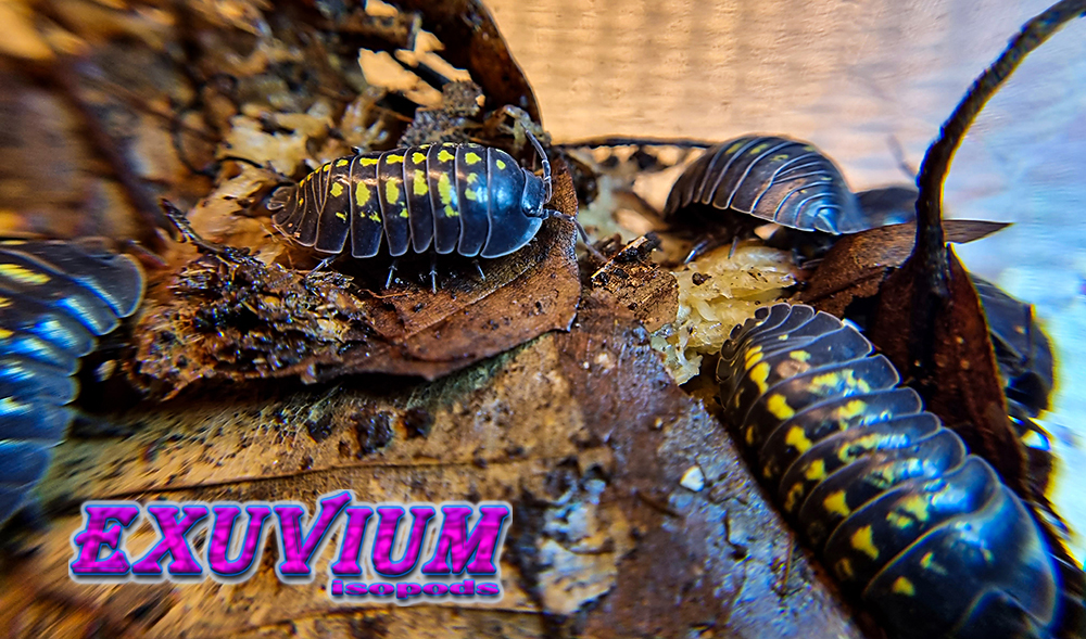 Armadillidium cf. apuanum, isopods for sale, available, in stock