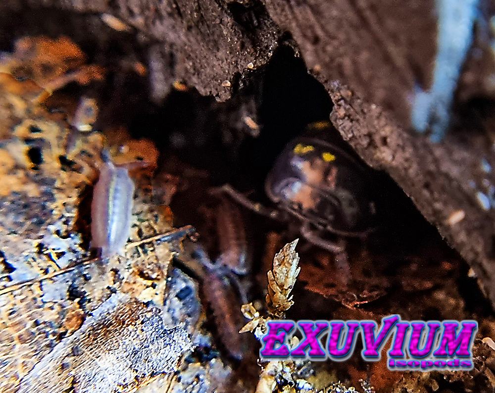 Armadillidium cf. apuanum, isopods for sale, available, in stock