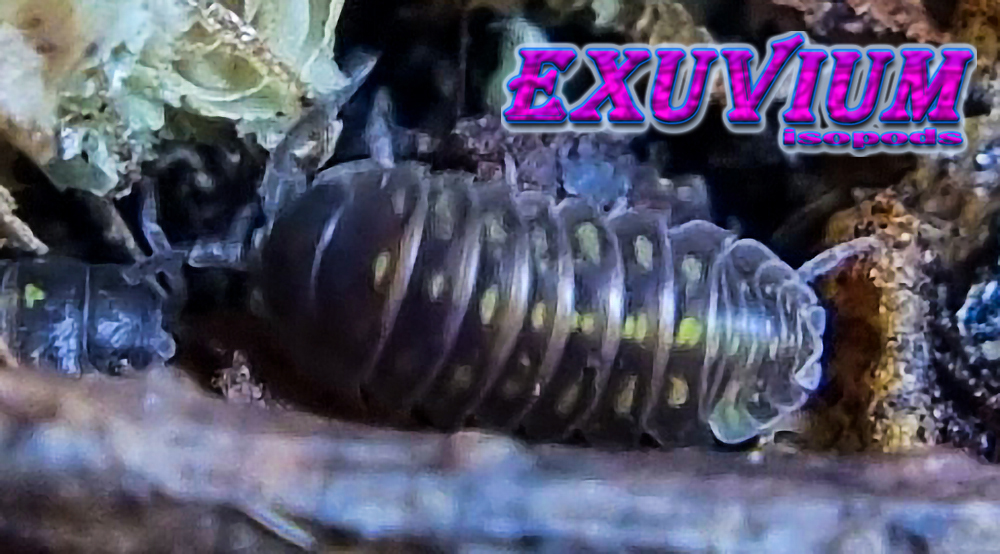 Armadillidium cf. apuanum, isopods for sale, available, in stock