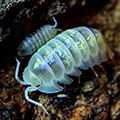 armadillidium depressum magic potion, isopods for sale