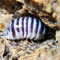 Armadillidium maculatum chocolate, isopods for sale