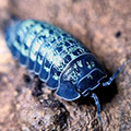 Armadillidium simoni Villeneuve-Loubet, isopods for sale