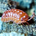 Armadillidium werneri orange, isopods for sale