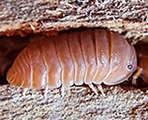 cubaris murina mandarin, isopods for sale