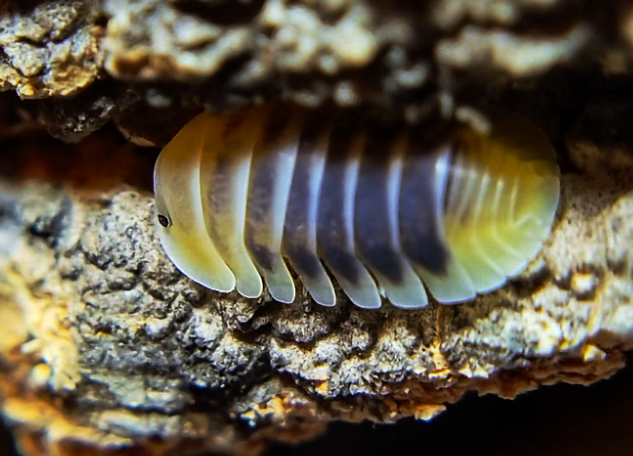 Cubaris isopods – Exuvium Isopods