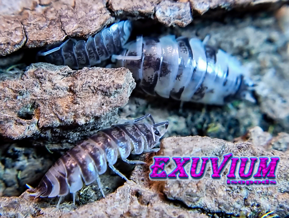 Cylisticus convexus 'Ukraine Pied' isopods for sale