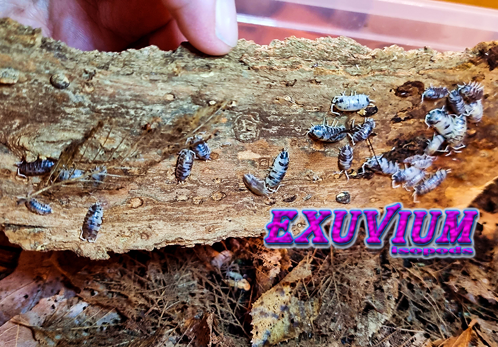 Cylisticus convexus 'Ukraine Pied' isopods for sale