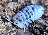 Nesodillo arcangelii shiro utsuri, isopods for sale, in stock, available