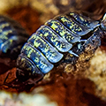 Porcellio flavomarginatus Crete, isopods for sale