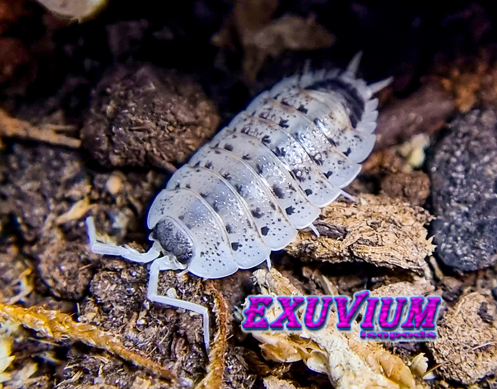 porcellio nicklesi rubivan, isopods for sale, in stock, available