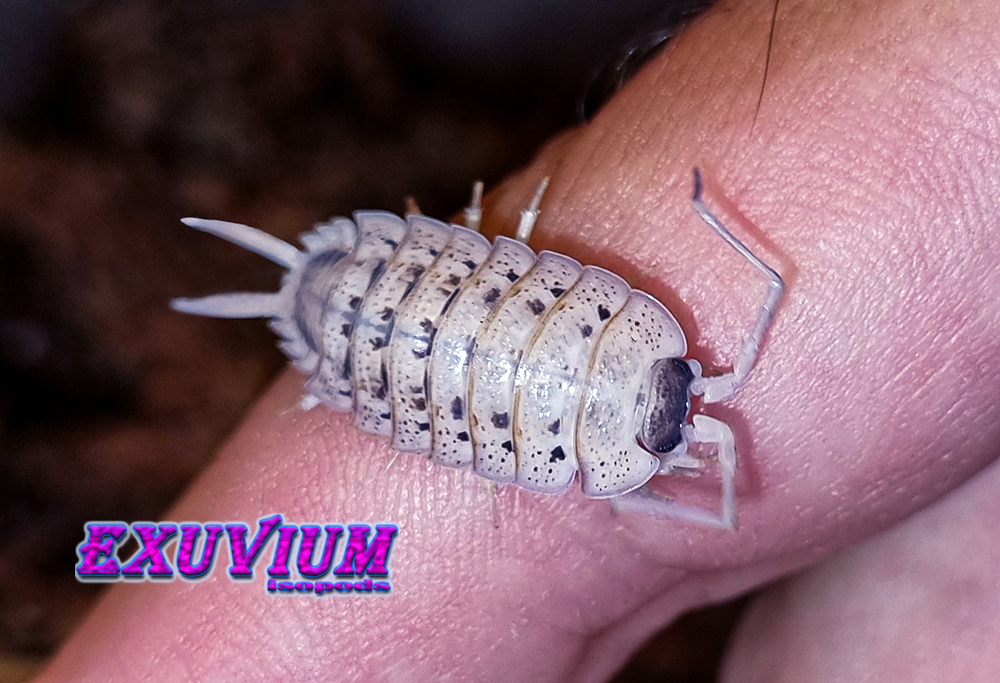 porcellio nicklesi rubivan, isopods for sale, in stock, available