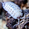 Porcellio nicklesi Rubivan, isopods for sale