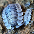 Porcellio spatulatus Coros