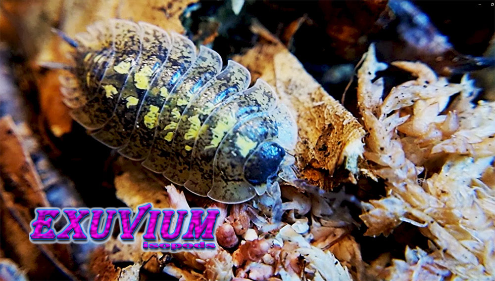 porcellio spinipennis canton de grasse, french isopod, woodlouse, isopods for sale