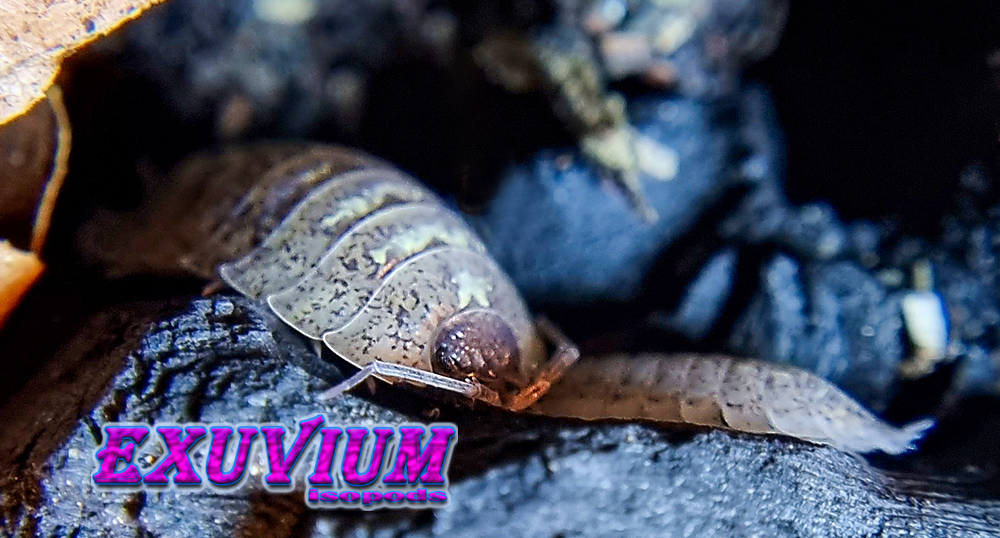 porcellio spinipennis canton de grasse, french isopod, woodlouse, isopods for sale