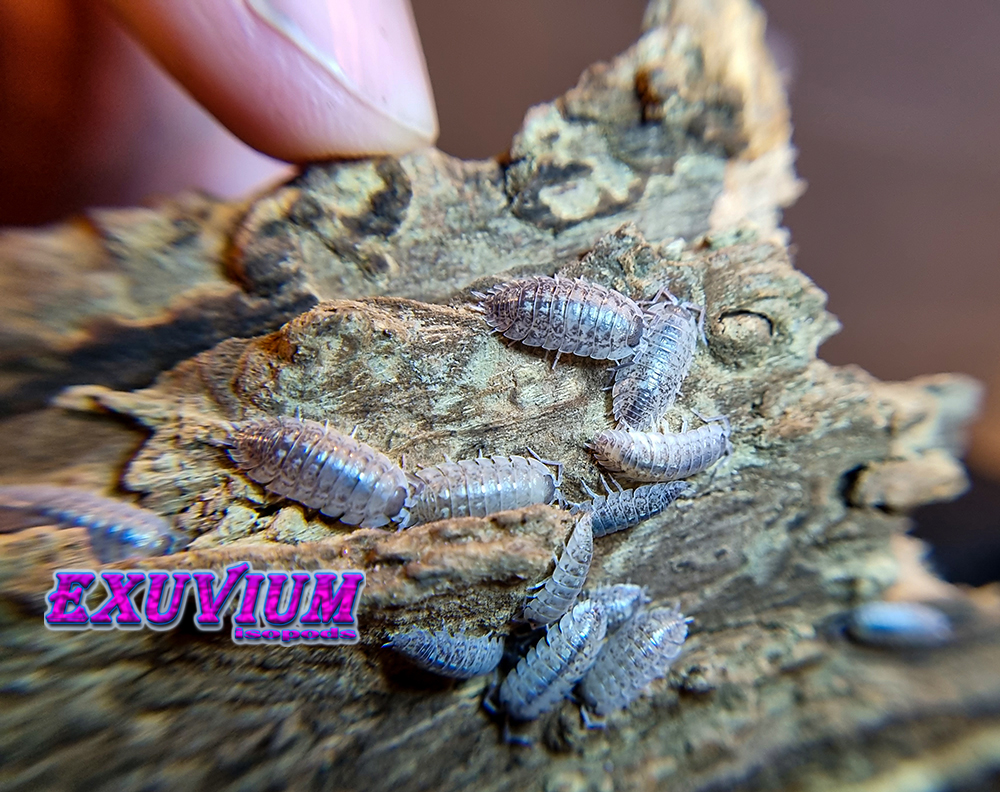 porcellio spinipennis canton de grasse, french isopod, woodlouse, isopods for sale