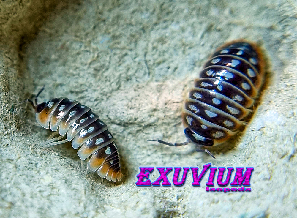 Armadillidium klugii ‘Split’ (Split Clown Isopod) – Exuvium Isopods