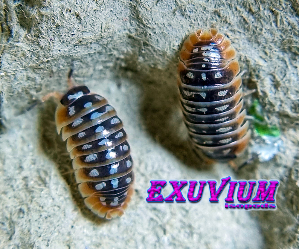 Armadillidium klugii ‘Split’ (Split Clown Isopod) – Exuvium Isopods