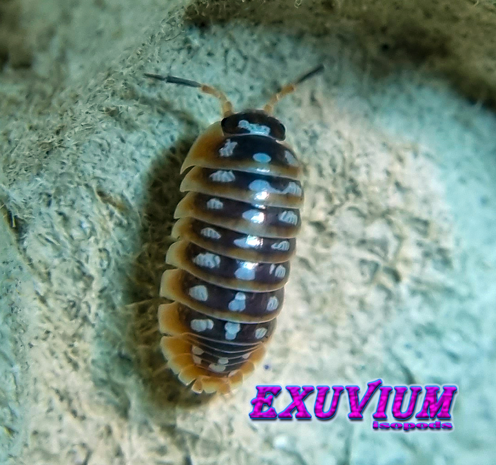 Armadillidium klugii ‘Split’ (Split Clown Isopod) – Exuvium Isopods