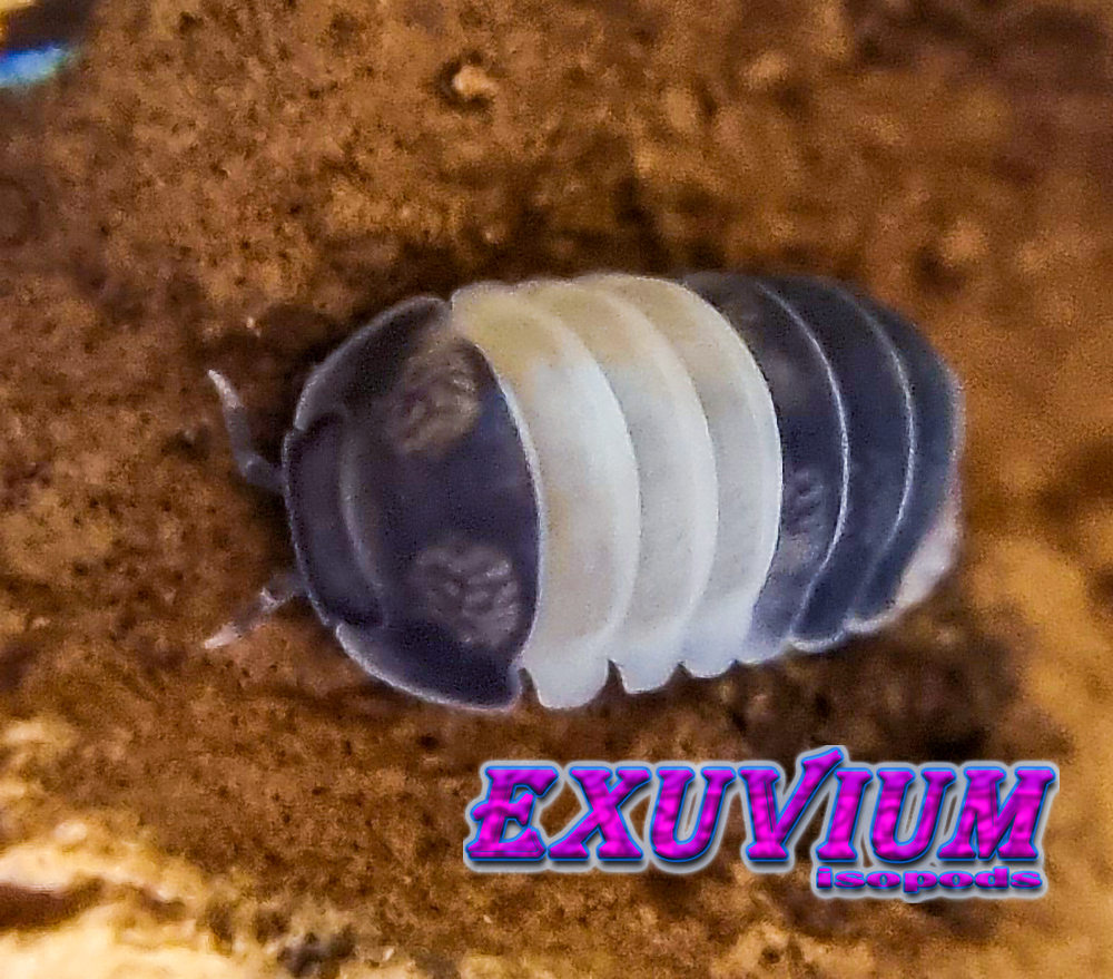 Cubaris spec panda king, Vietnamese isopod, isopods for sale, in stock, available