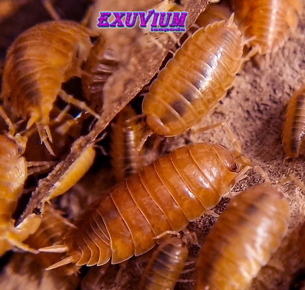 porcellio laevis orange, isopods for sale, in stock, available