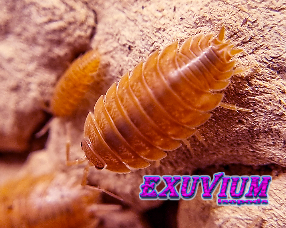 porcellio laevis orange, isopods for sale, in stock, available