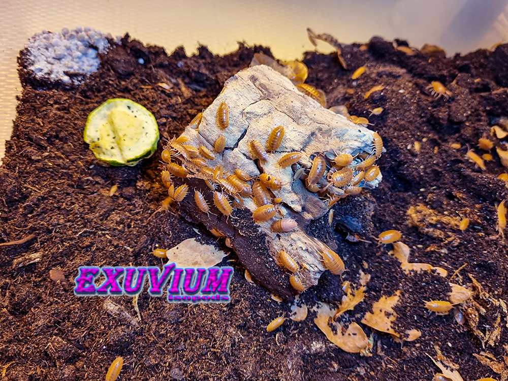 porcellio laevis orange, isopods for sale, in stock, available