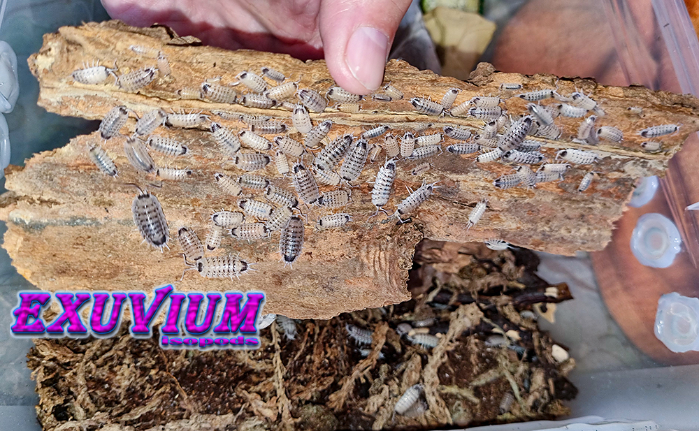 porcellio nicklesi rubivan, isopods for sale, in stock, available