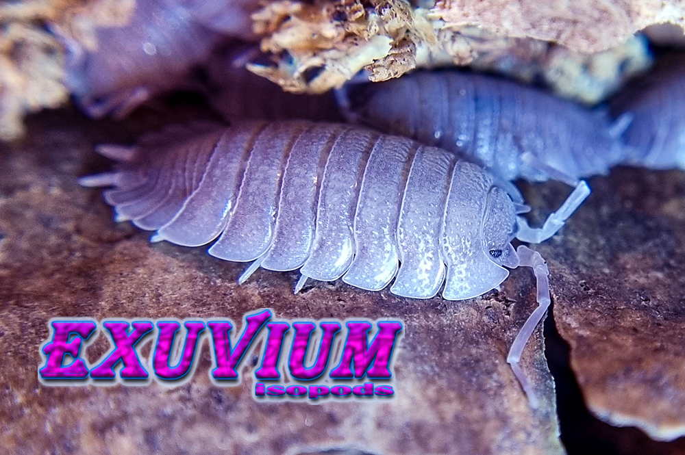 porcellio selomai, spanish isopod, isopods for sale, in stock, available
