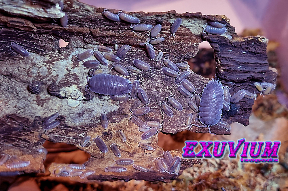 porcellio selomai, spanish isopod, isopods for sale, in stock, available