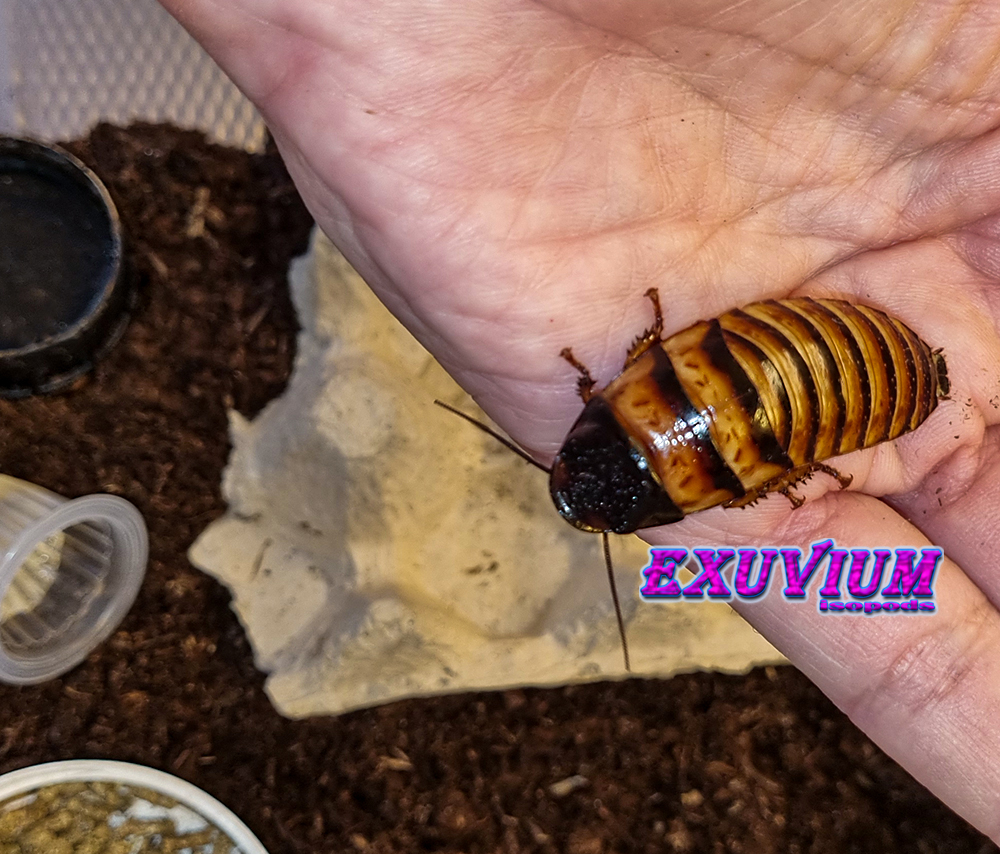 elliptorhina javanica, halloween hisser, halloween hissing roach for sale, available, in stock