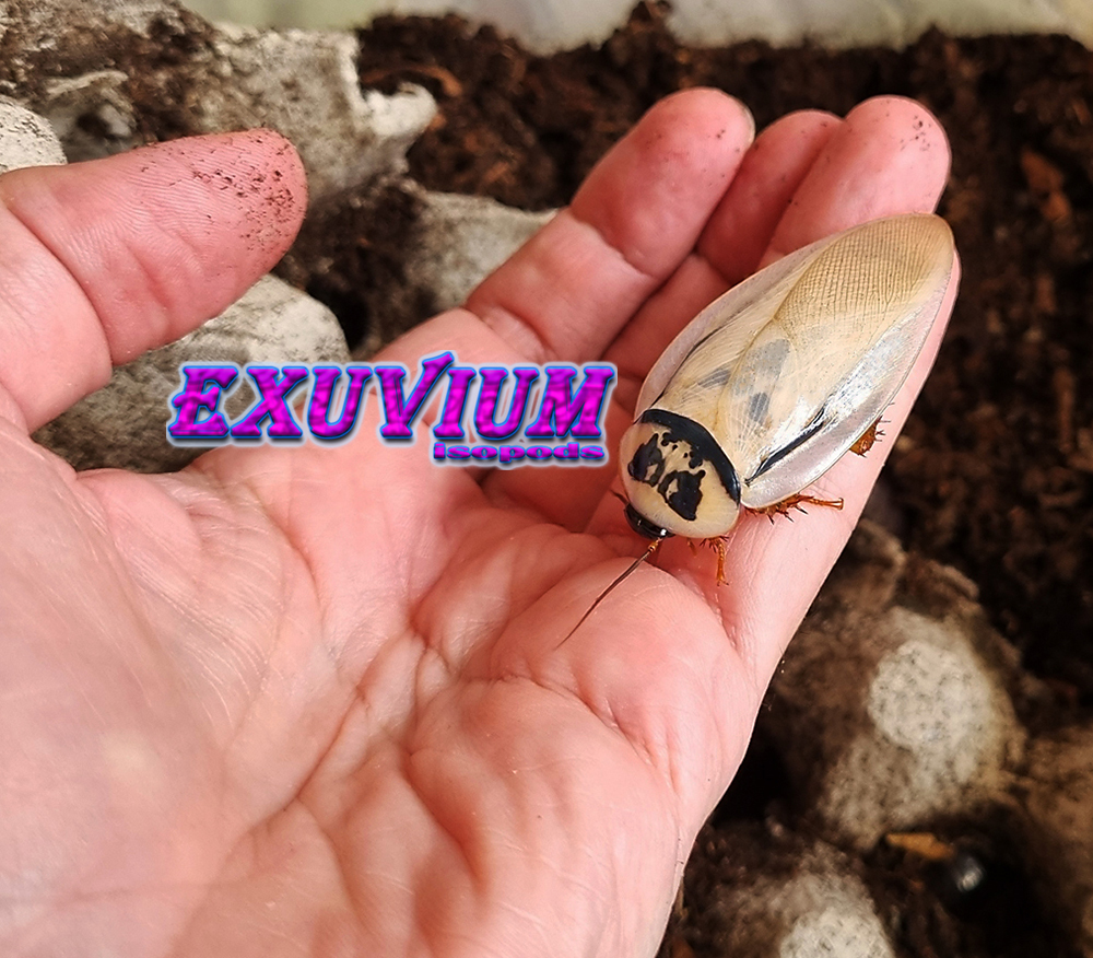 Eublaberus distanti Ivory, roaches for sale