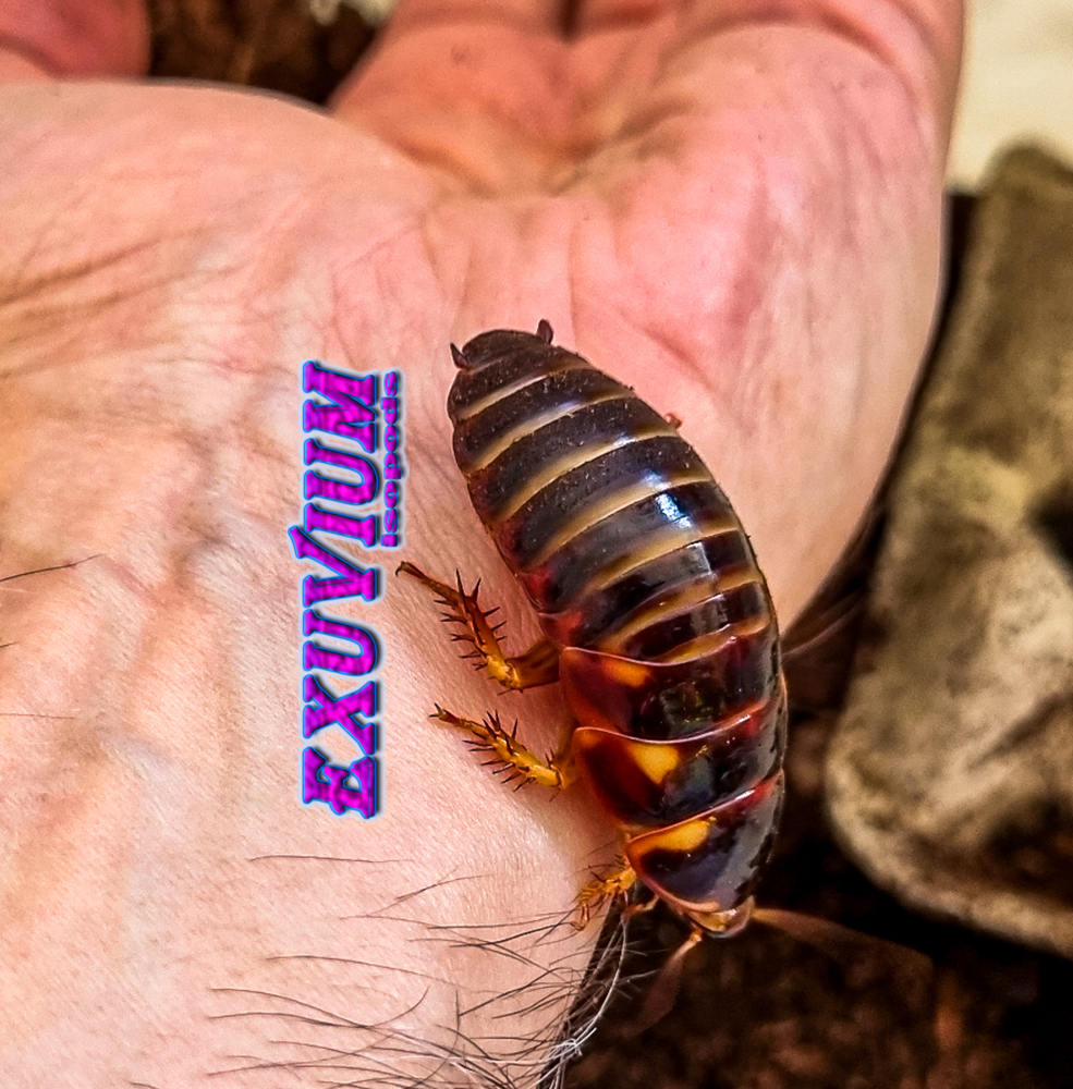 Eublaberus distanti Ivory, roaches for sale