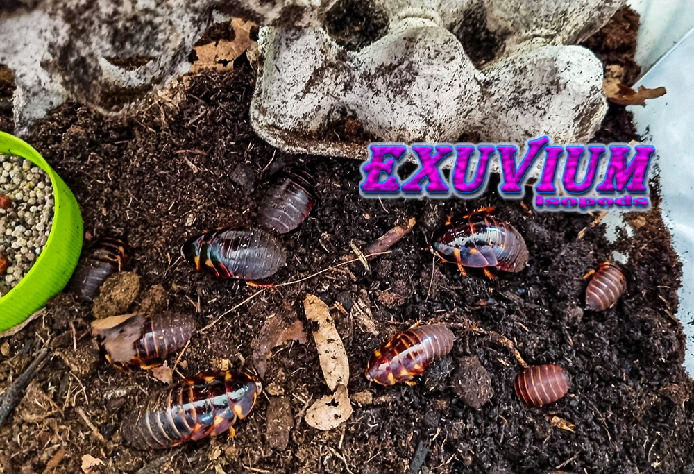 Eublaberus distanti Ivory, roaches for sale