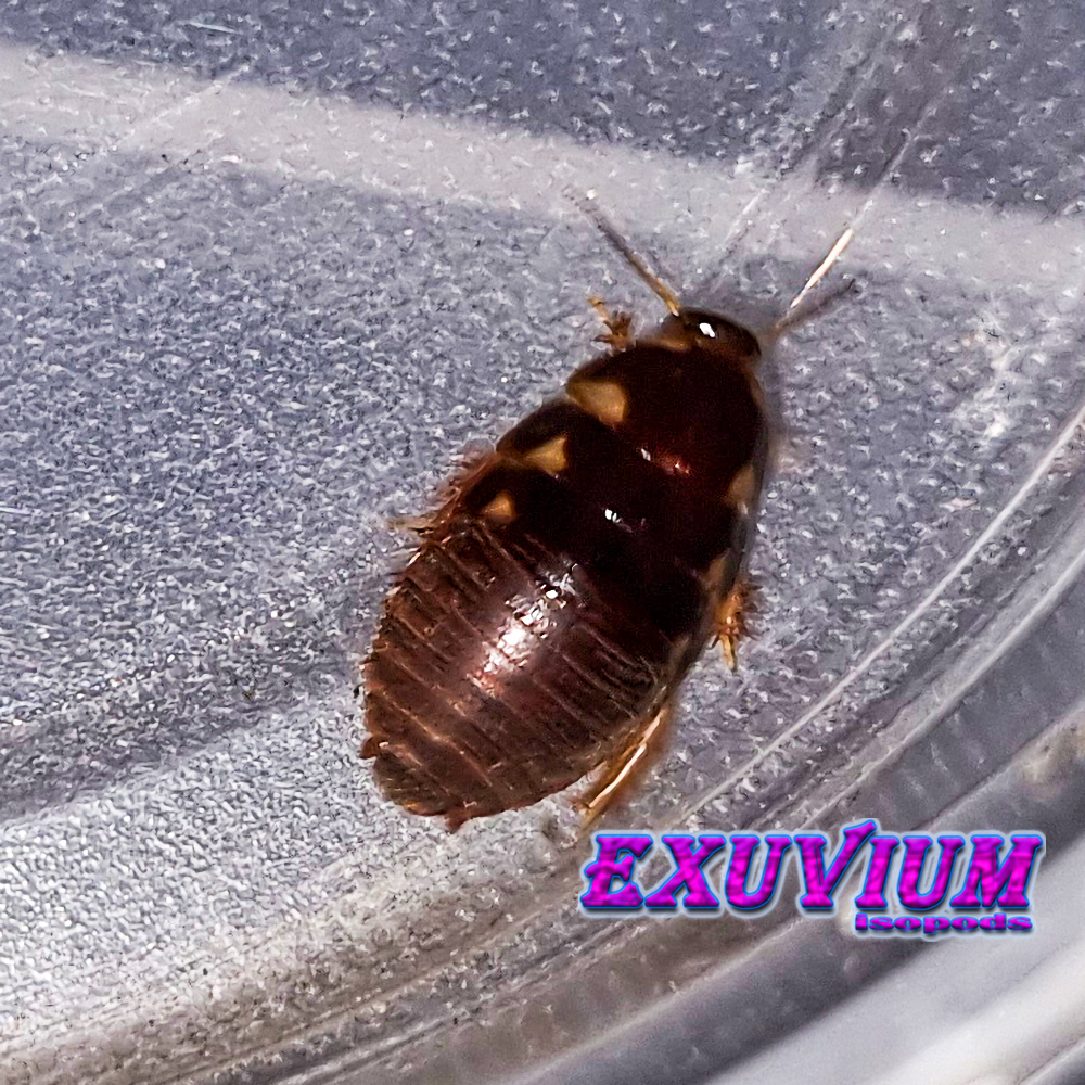 Eublaberus distanti Ivory, roaches for sale